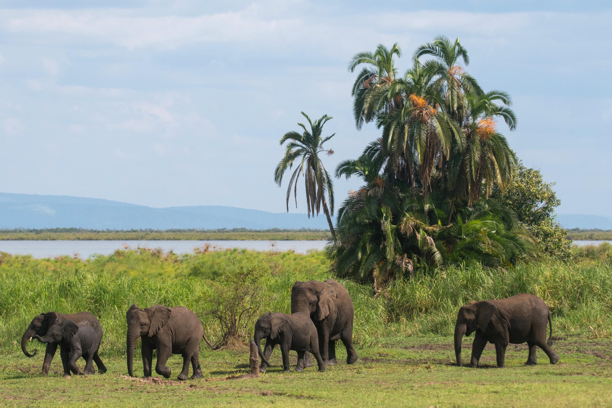 Elephants at Akagera National park