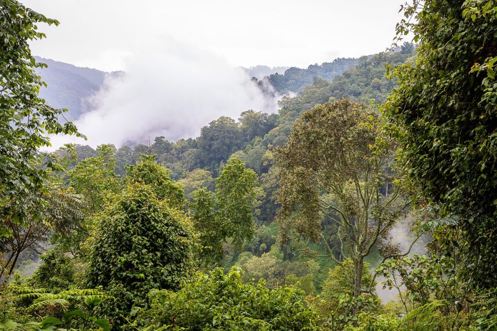 Bwindi Impenetrable National Park