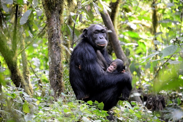 Chimpanzee and baby at Nyungwe