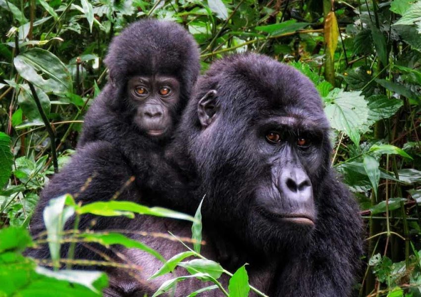 Track Mountain Gorillas