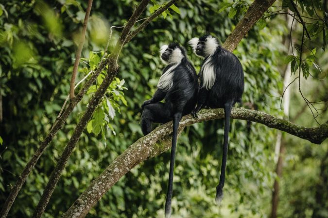 Monkeys at Nyungwe