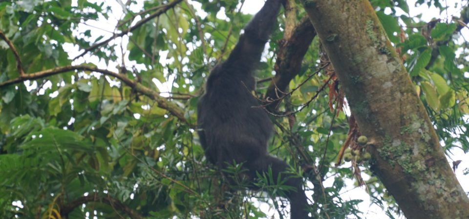 Chimpanzee at Nyungwe