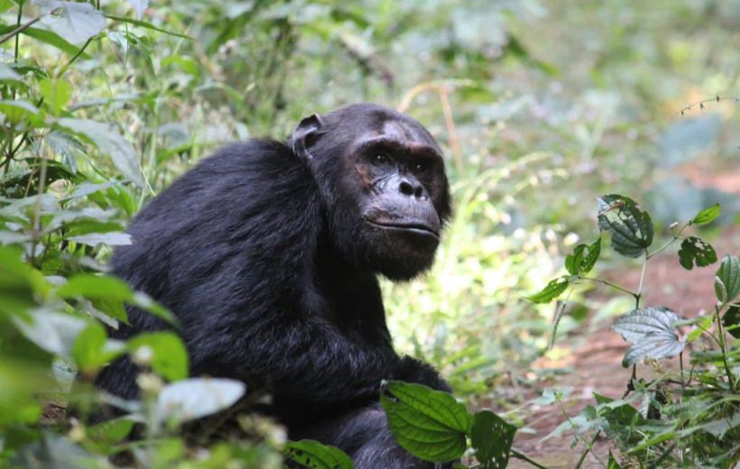 7 DAYS RWANDA CHIMPANZEES AND GORILLA ADVENTURE