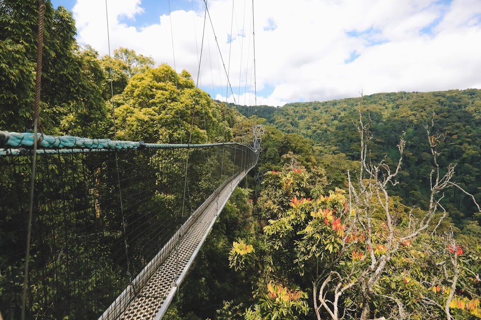 Nyungwe Canopy