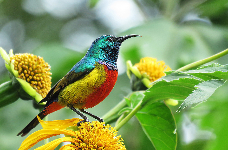 Regal Sunbird