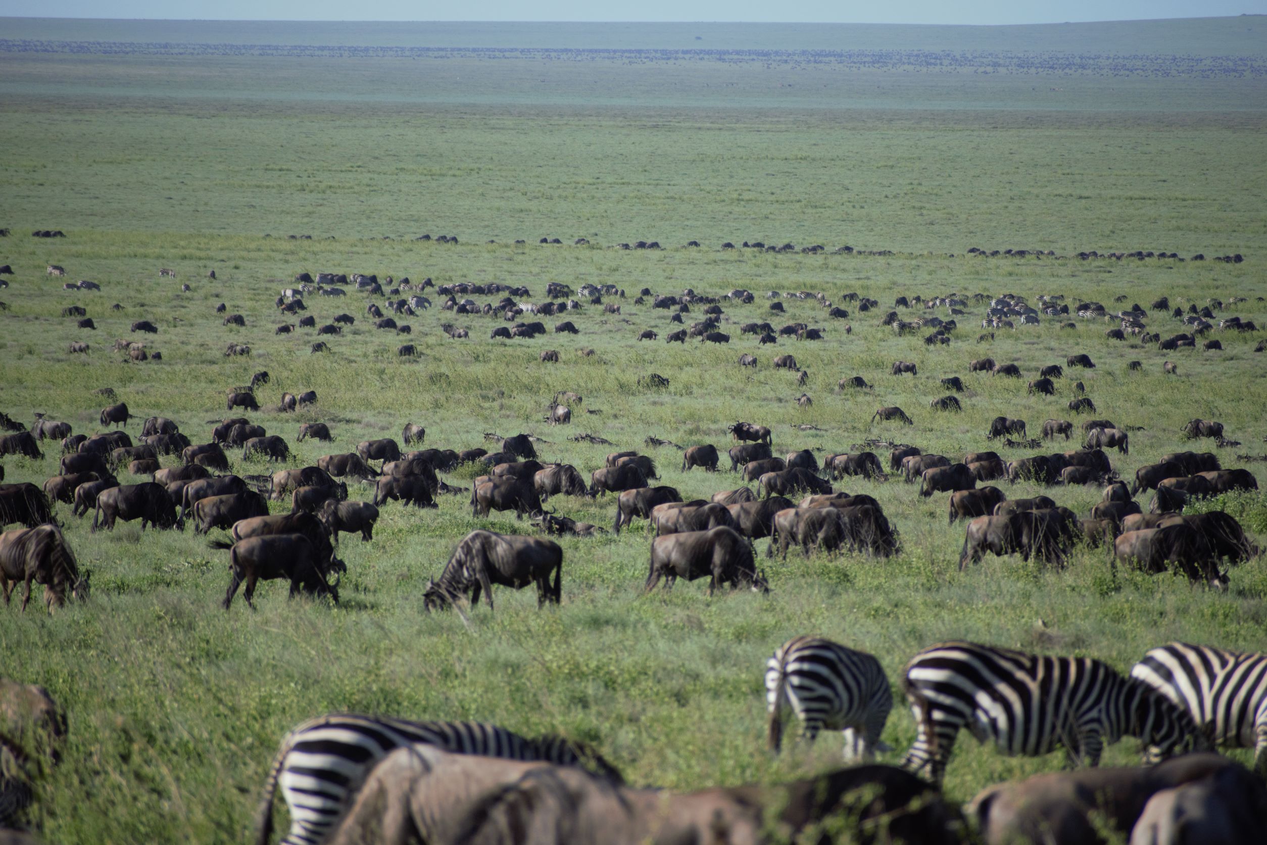 Serengeti National park