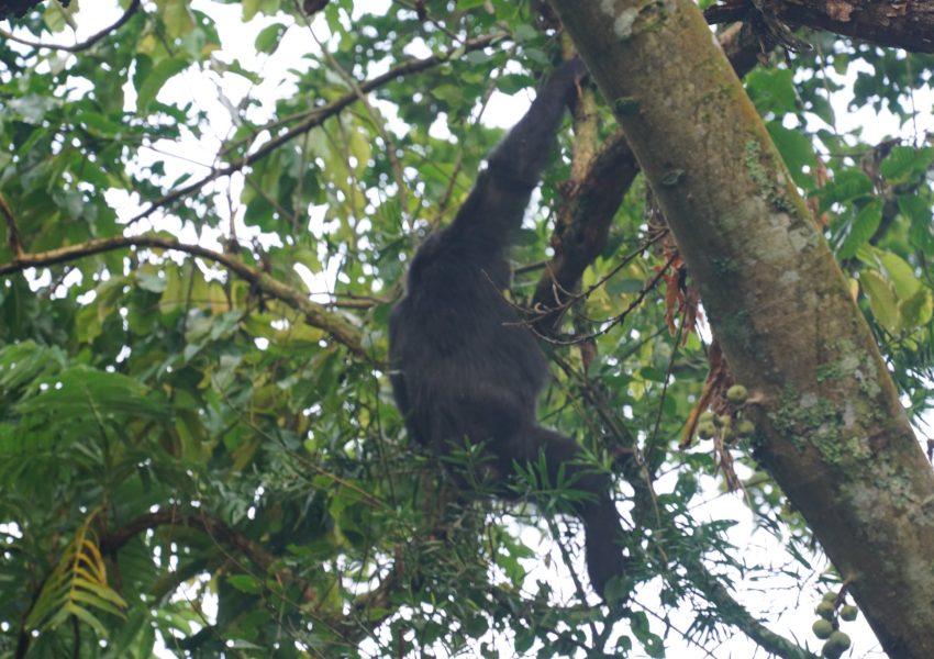 Chimpanzee at Nyungwe