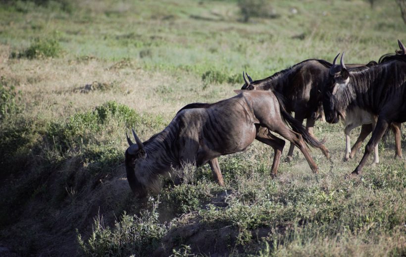 4 DAYS SERENGETI GREAT MIGRATION AND NGORONGORO SAFARI
