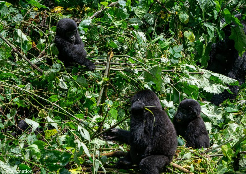 Gorilla Tracking