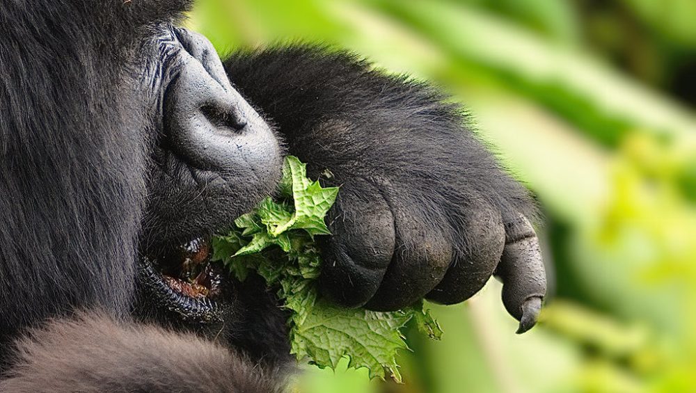 MOUNTAIN GORILLA FACTS