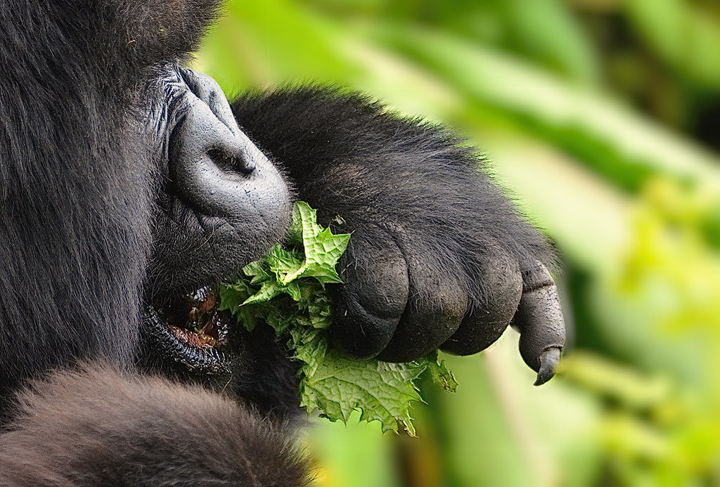 MOUNTAIN GORILLA FACTS