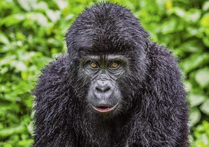 5 DAYS LUXURY GORILLA TRACKING AND QUEEN ELIZABETH SAFARI