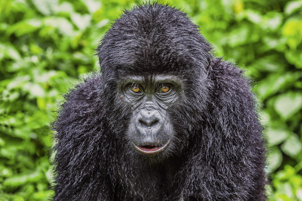 5 DAYS LUXURY GORILLA TRACKING AND QUEEN ELIZABETH SAFARI