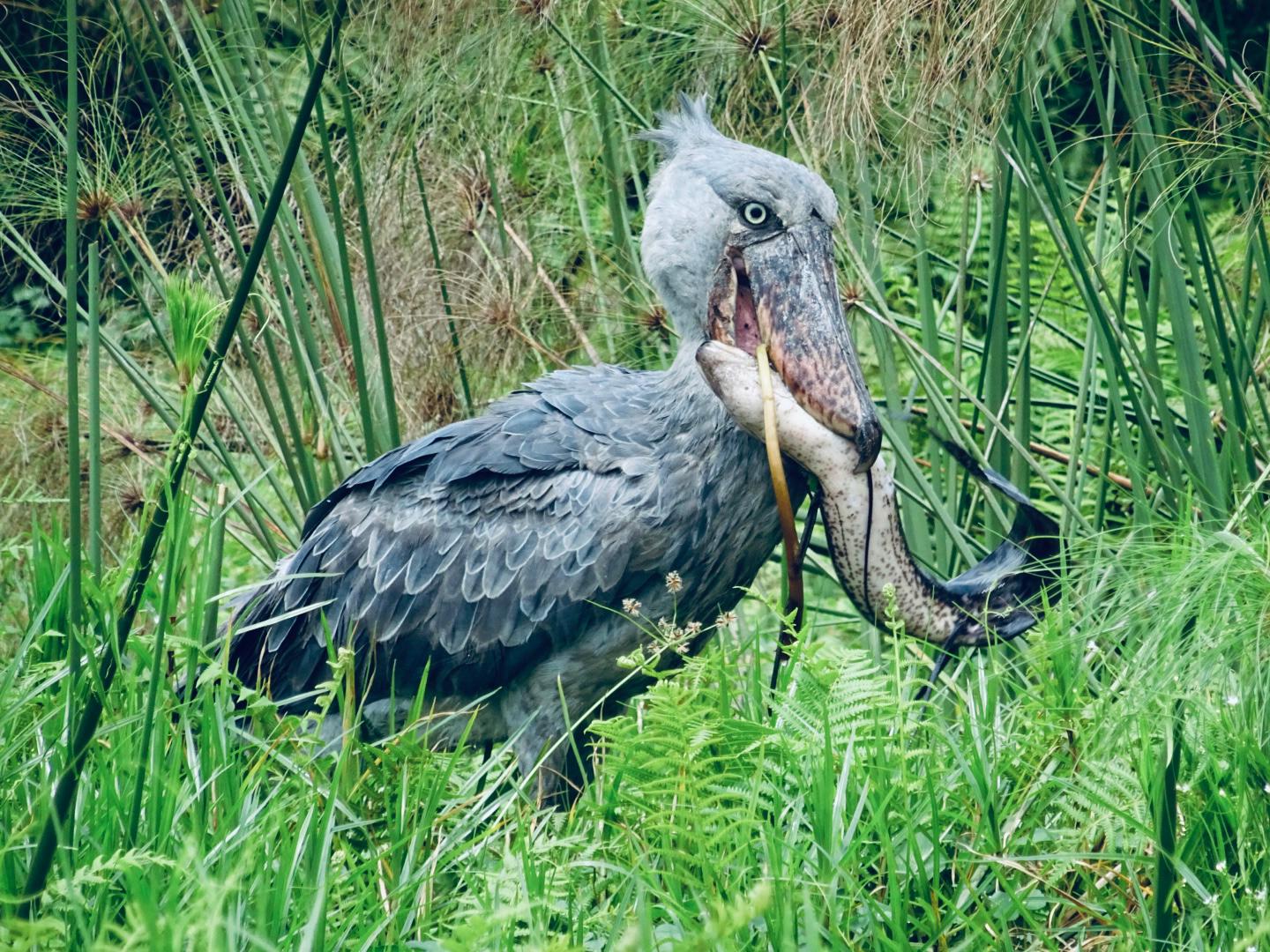Shoebill at Mabamba Swamp