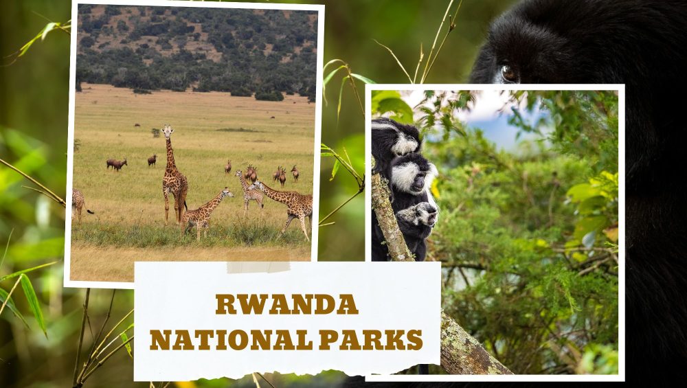 Rwanda National Parks