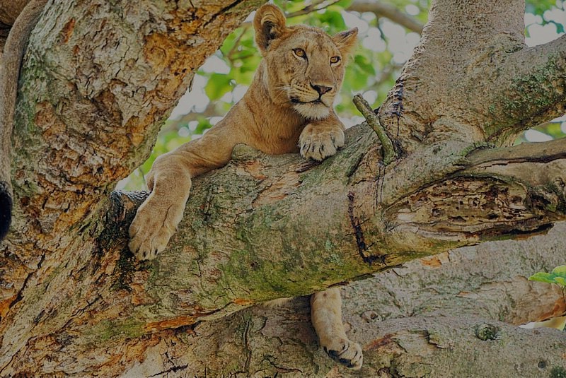 Tree Climbing Lions of Ishasha