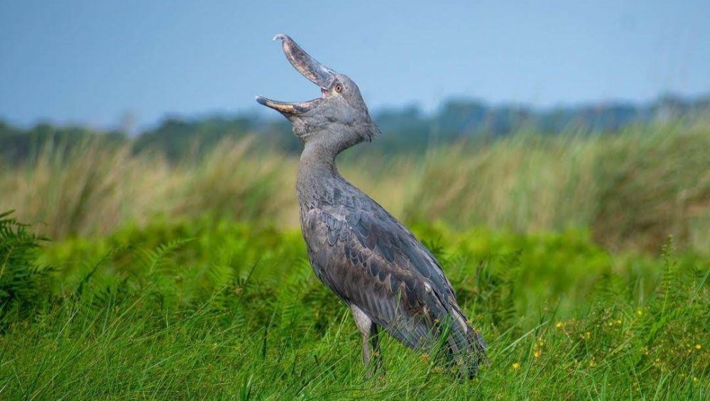 Shoebill