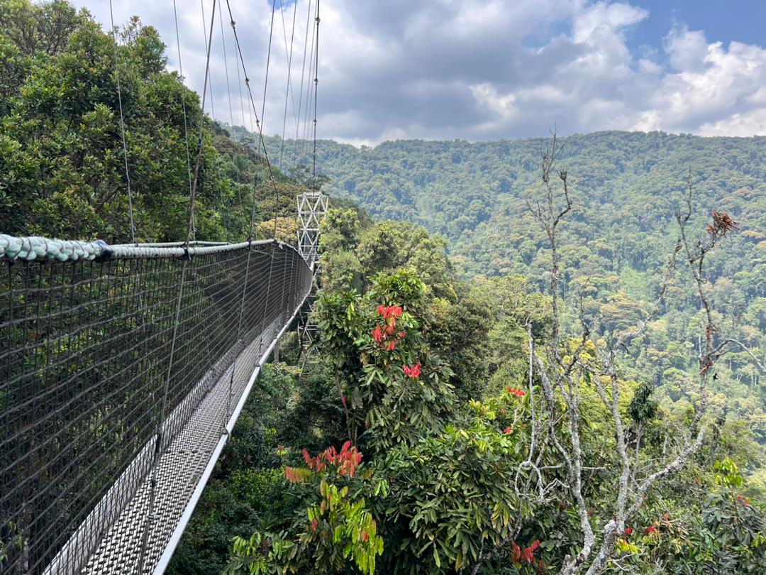 Picture of Nyungwe Canopy Walk: Connecting with Nature from Heights | African Rock ...
