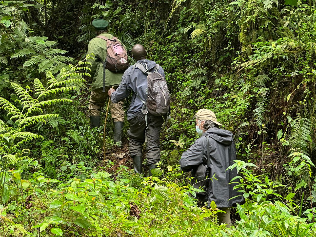 gorilla habitation experience