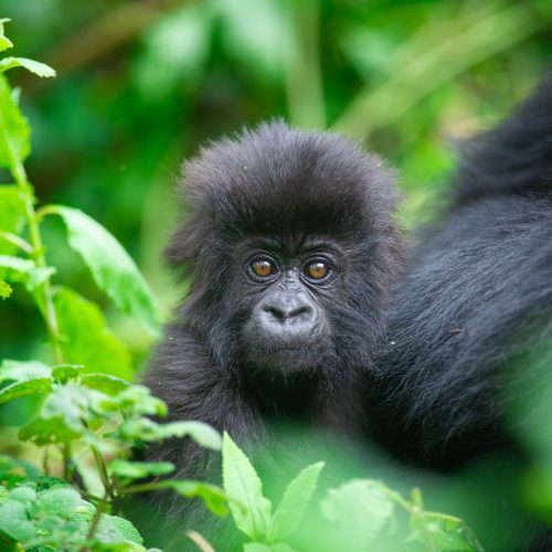 Gorilla Tracking Rwanda