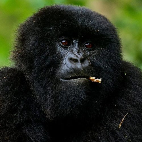 Rwanda Gorilla