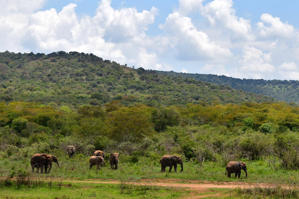 Akagera National park