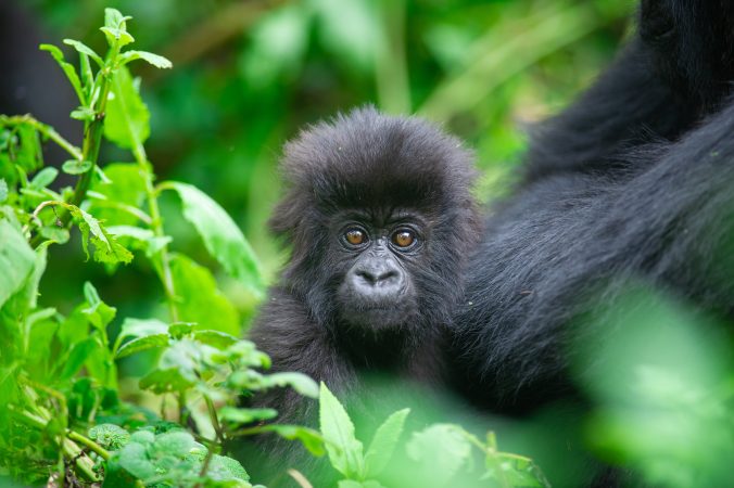 Gorilla Tracking Rwanda