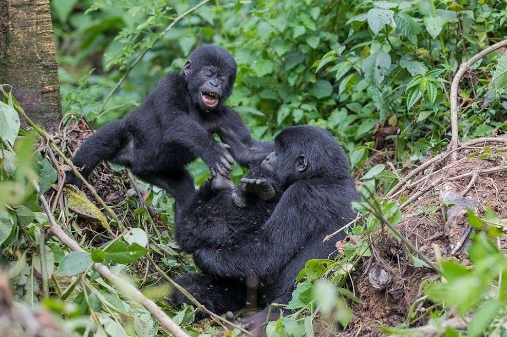Gorilla Tracking, Feature Image