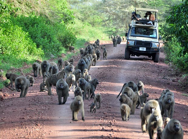 Baboons at Lake Manyara