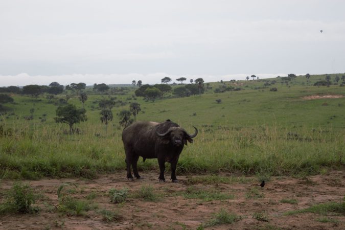Buffalo at Murchison Falls National Park