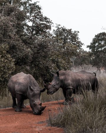 Rhino Tracking at Ziwa Rhino Sanctuary